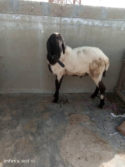 dumbe for sale Masha Allah se 2026 ke qurbani ke hai