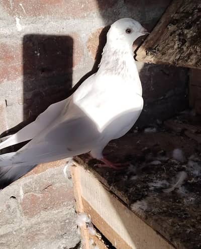 motiyo male patha for sale