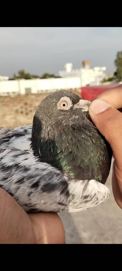 high flayers or shrazi pigeon