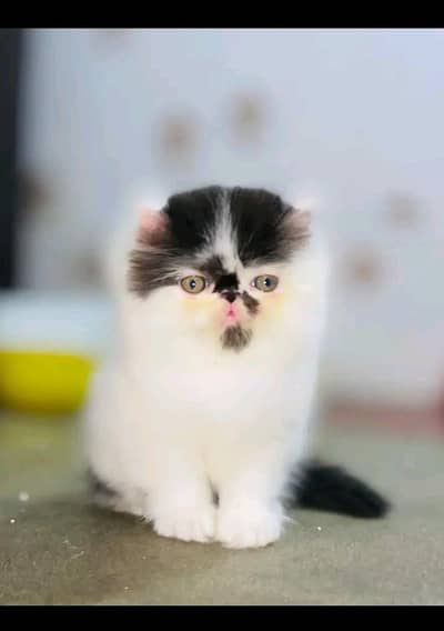Persian Cat | Billi |  kittens | 3 Coat | w\atsa/pp 03*40*58/786/97