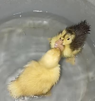 Duck chicks
