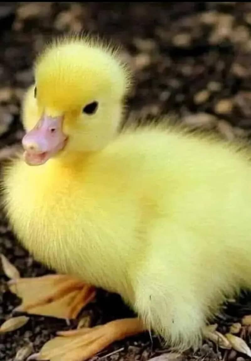 Duck chicks 1