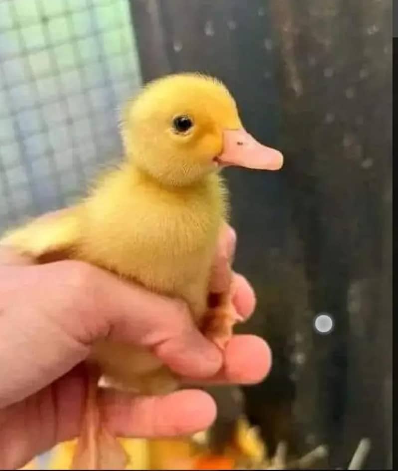 Duck chicks 2