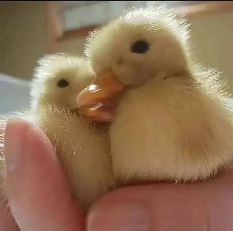 Duck chicks 3
