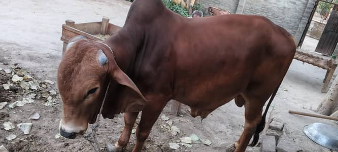 6 mun meat Weight