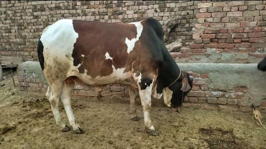bull for qurbani