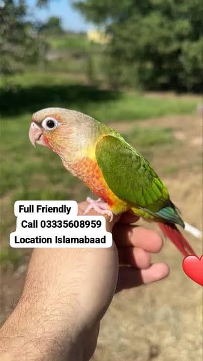 Hand Tamed Full Friendly Beautiful Conore Green Parrot