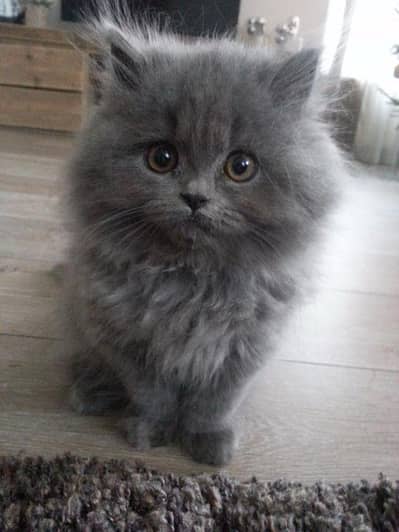 Grey Pershian Kitten .