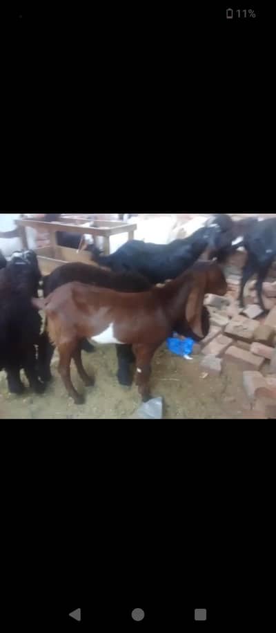 Qurbani K liya Bakry(Make Goat) Urgent For sale