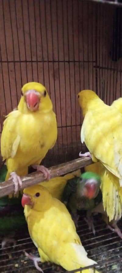 raw parrot/and ringneck