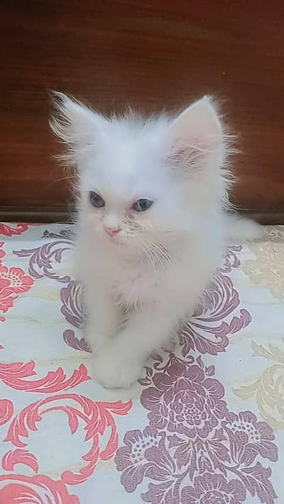 persain sami punch face whait cute kitten