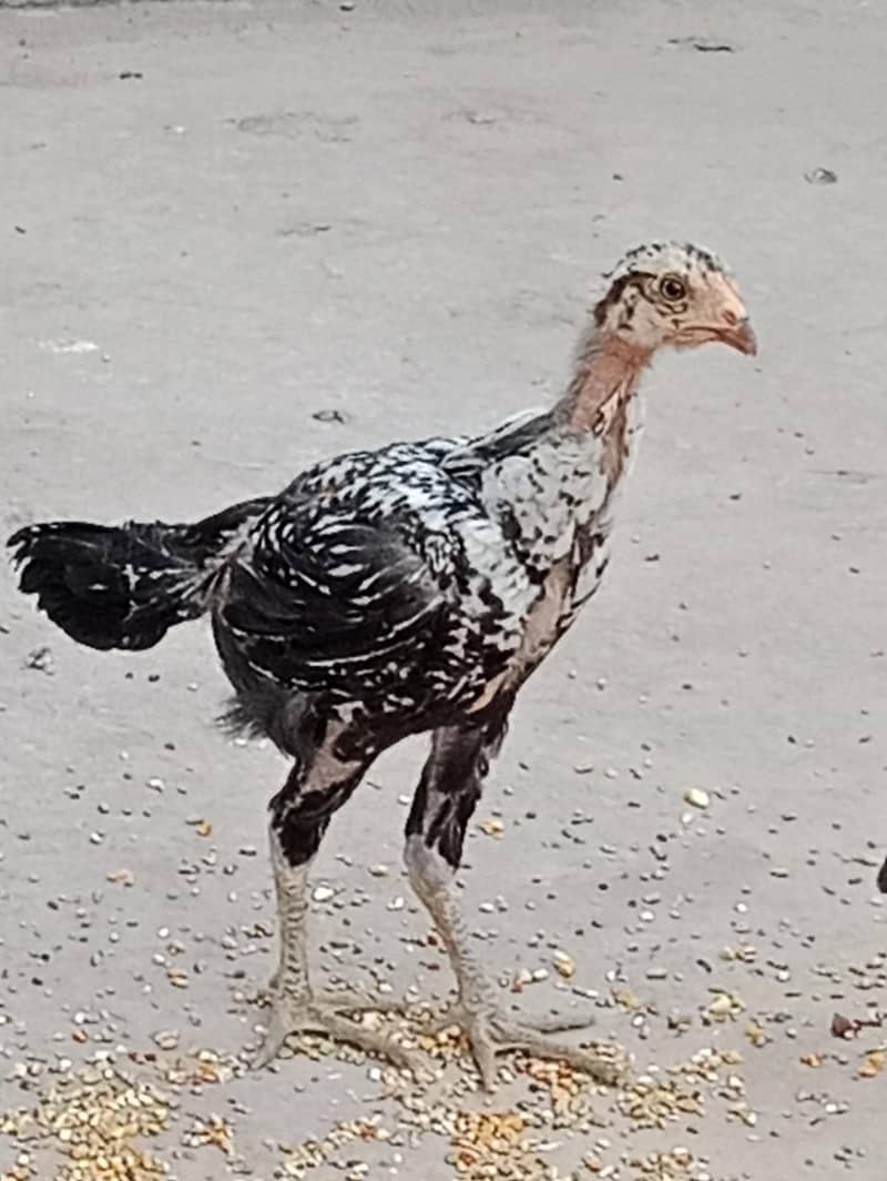 Chicks 10