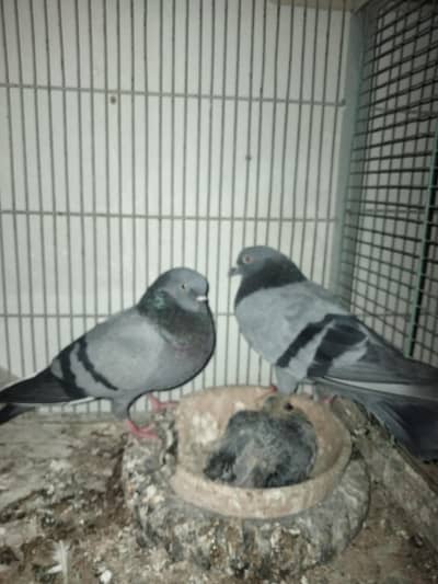 HIGH FLY PIGEON HARRA KABOOTER