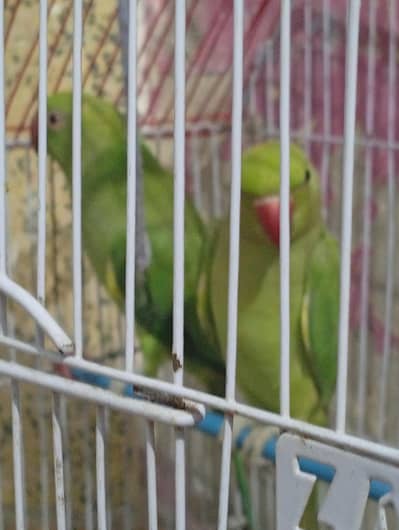 انتہائی خوبصورت اور صحت مند گرین رنگ نیک طوطے (دو مادہ) برائے فروخت