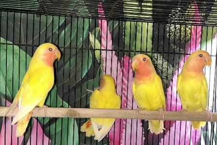 Love brids, bugging pieces