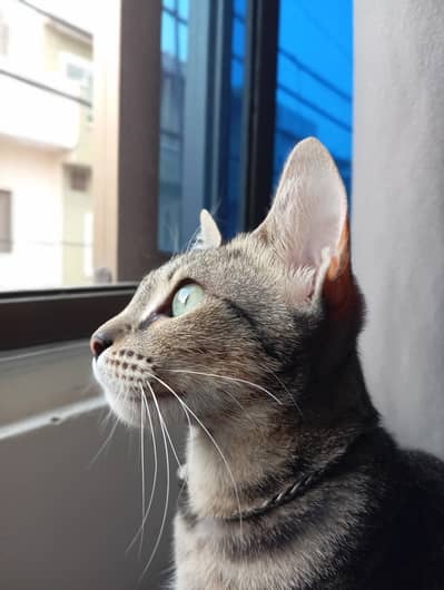 Grey stripped cat