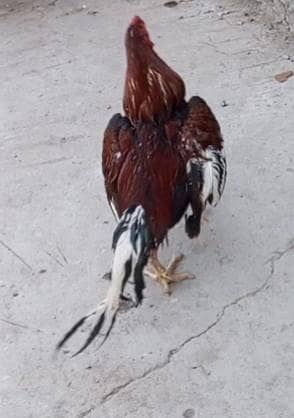Lakha murga for sale