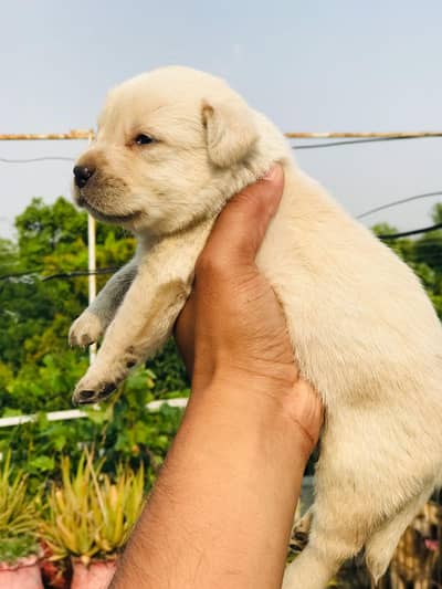 labrador