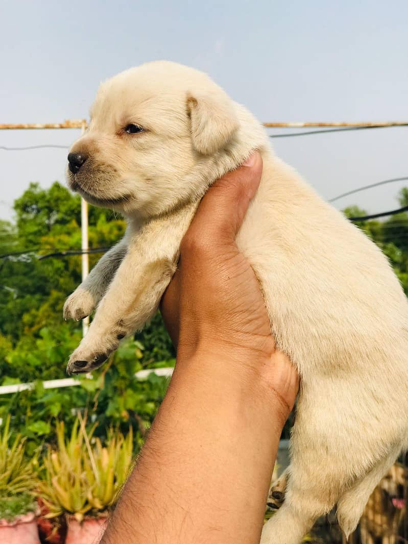 labrador 0