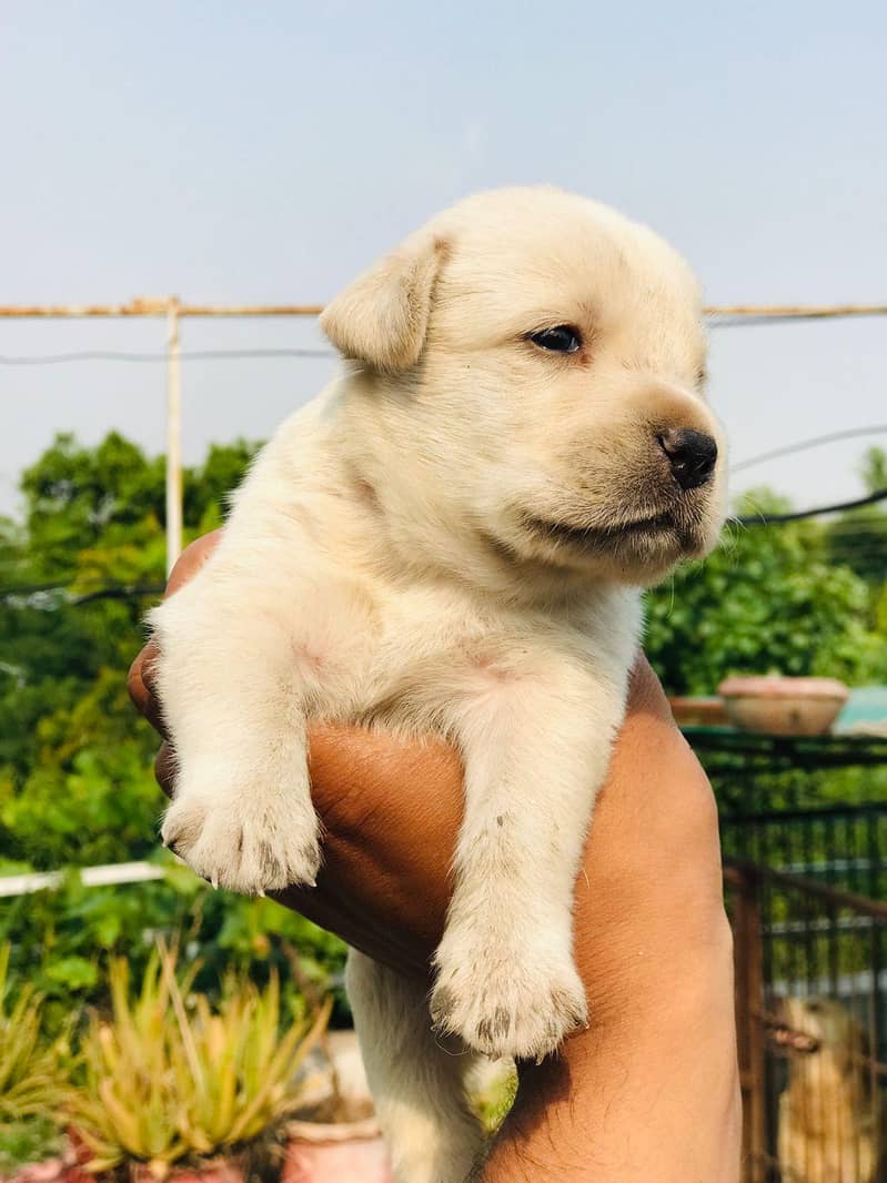 labrador 1