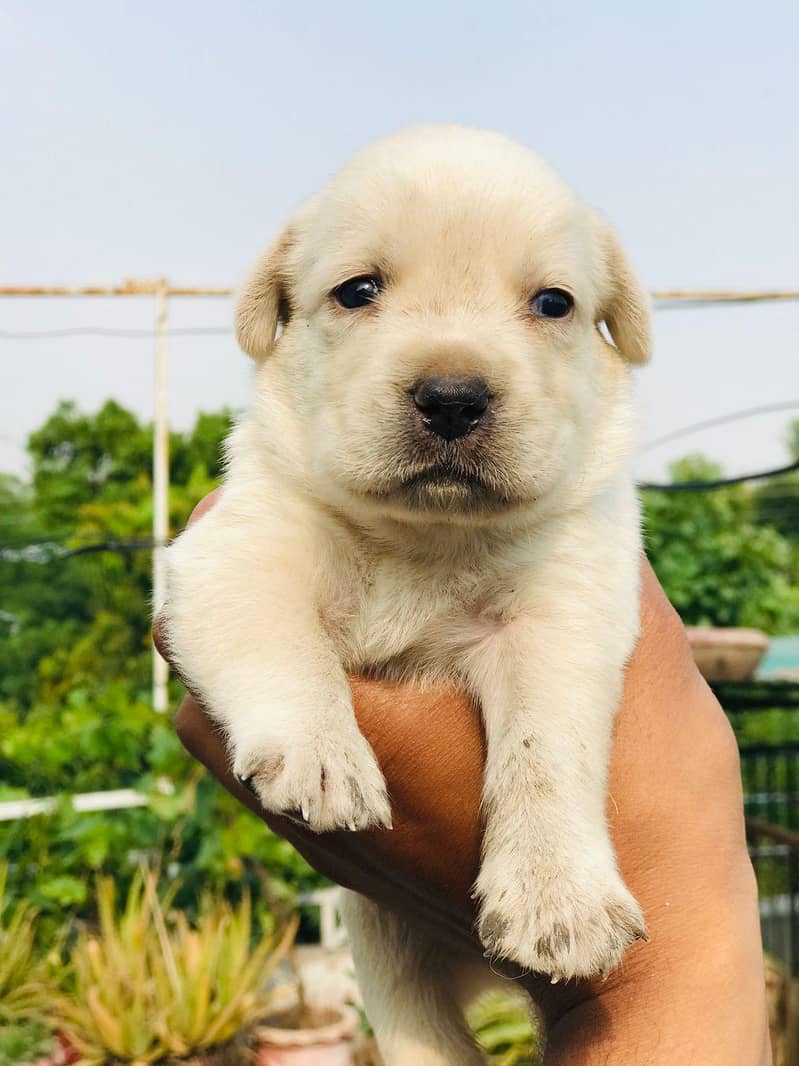 labrador 2
