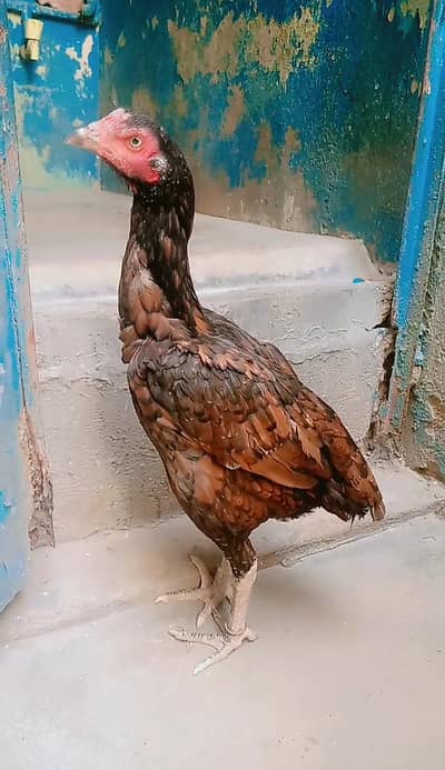 Aseel Shajri Murgi Urgent Sale