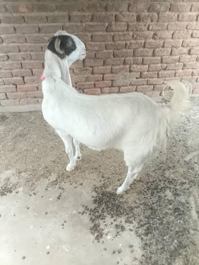 gote for sale