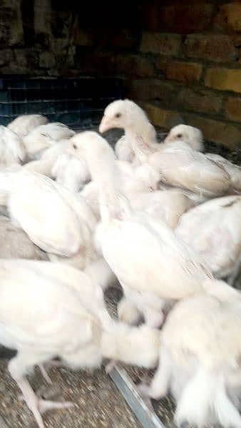Heera ppr white aseel or jet black shamo