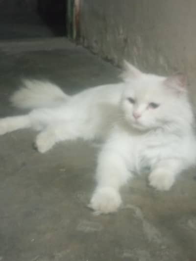 Persian female long coated . .