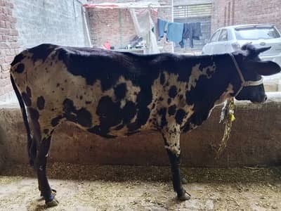 Cow freezen