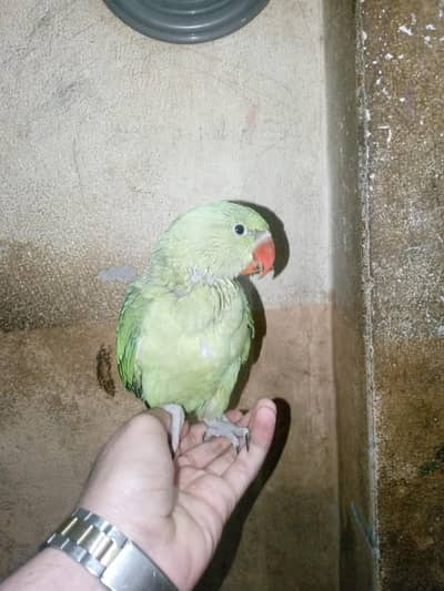 raw parrot for sale proper self  contact number 03446204876