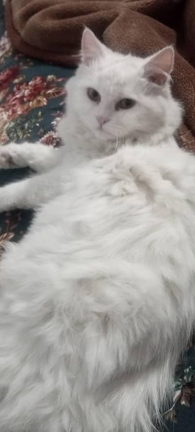 beautiful and active Persian pair