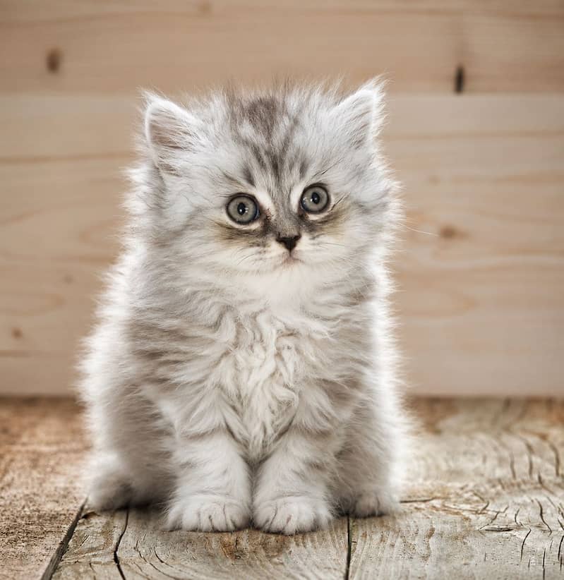 Himalayan Cat 1