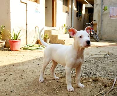 Active & Healthy White Puppy – Bull Terrier Mix