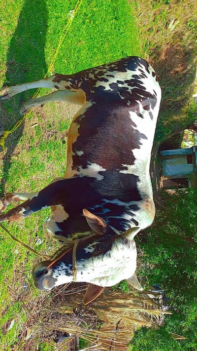 Healthy Bachra Available for sale,, location Qalandrabad