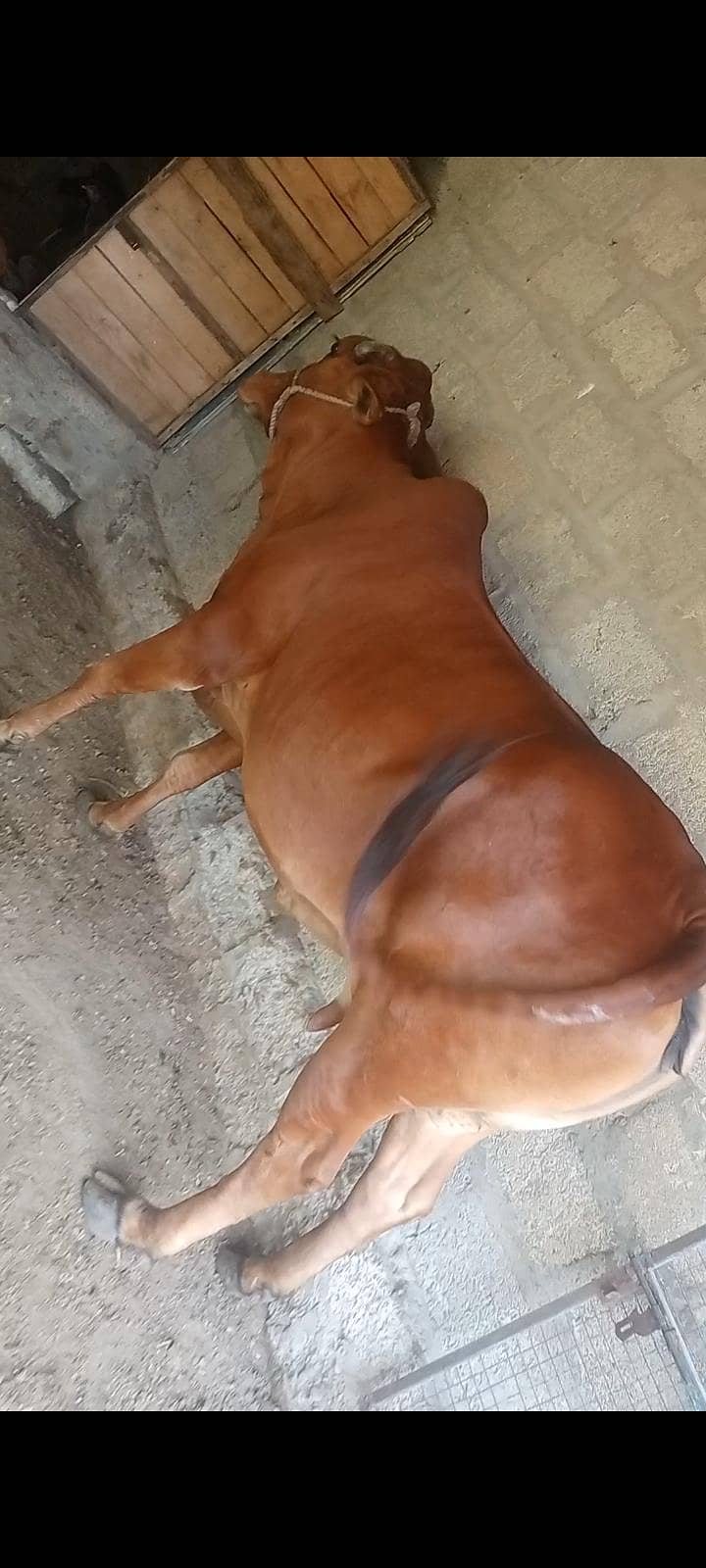 گائیں فور سیل 1