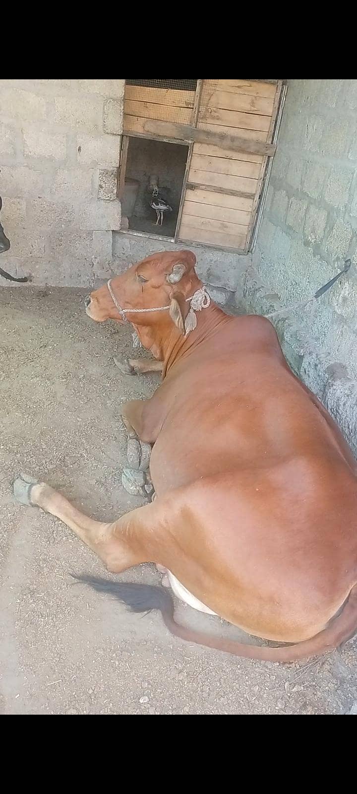 گائیں فور سیل 2