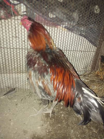 Aseel Murga For Sale