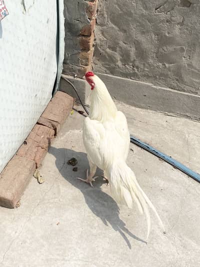 Aseel mianwali heera white breed