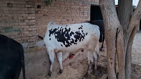 Bull 3
