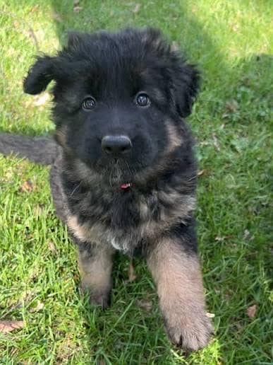 German shepherd puppies available