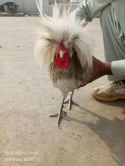 Black polish hen