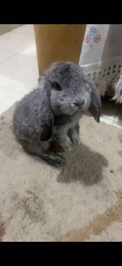 Holland loop Male Rabbit /bunny