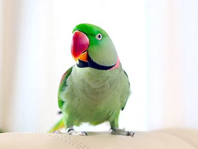 Talking Raw Parrot Hand Tamed full friendly