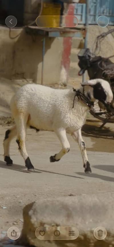 2 dant dumba for sale mundra