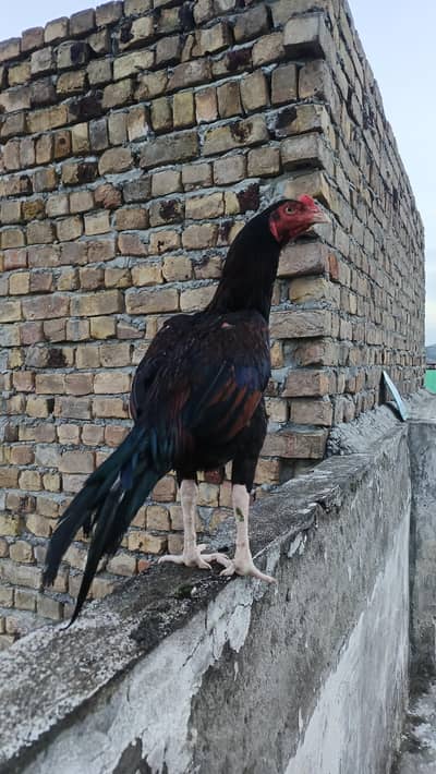 lakha muska patha