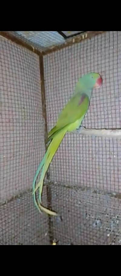 raw breeder female 03025368418