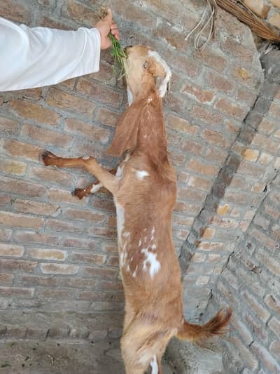Makki cheni