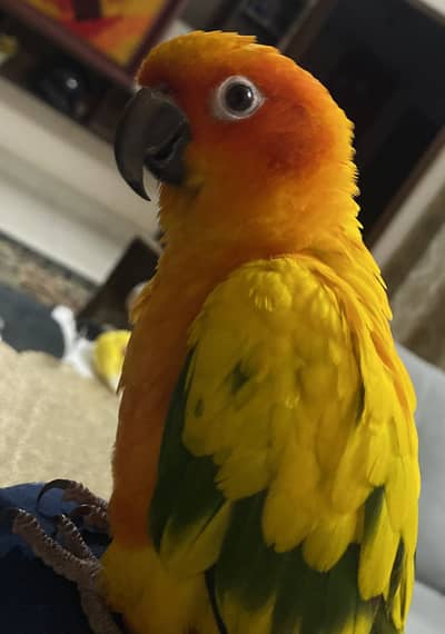 Hand tamed sun conure
