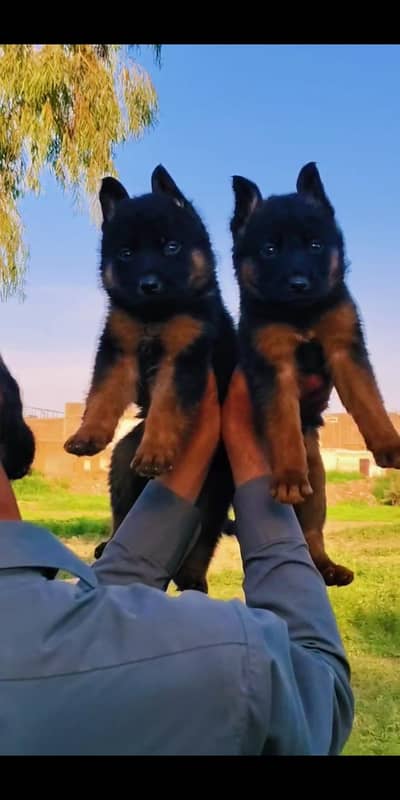 German Shepherd puppy |  puppies | Dog For Sale | GSDI